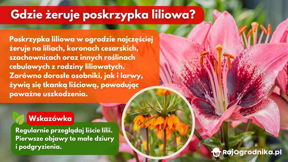 Gdzie-żeruje-poskrzypkap-liliowe-blog-sklep-rajogrodnika